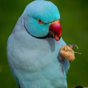 Meet your Posher, Shumaila